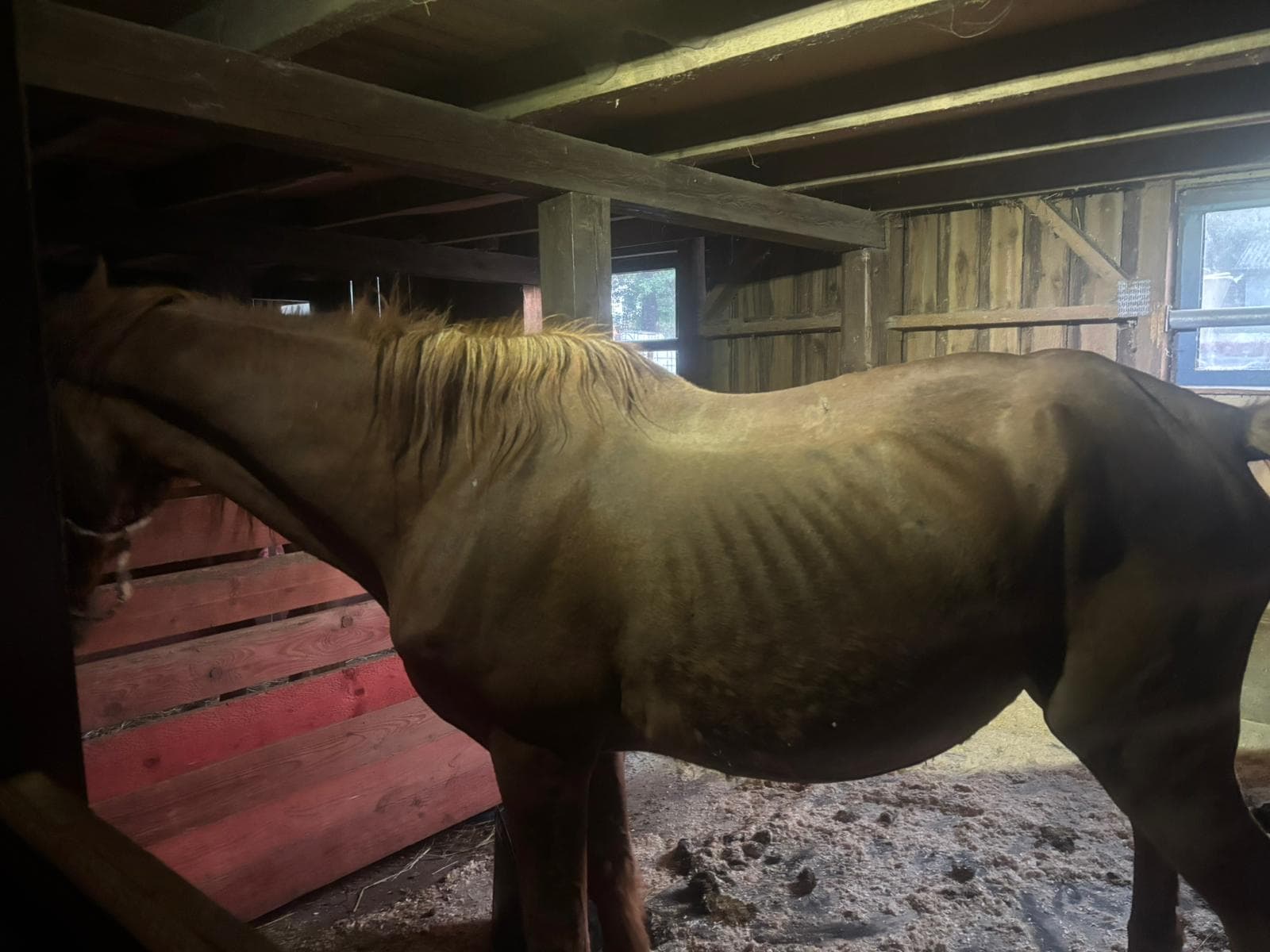 Whitney Ankunft neuer Stall