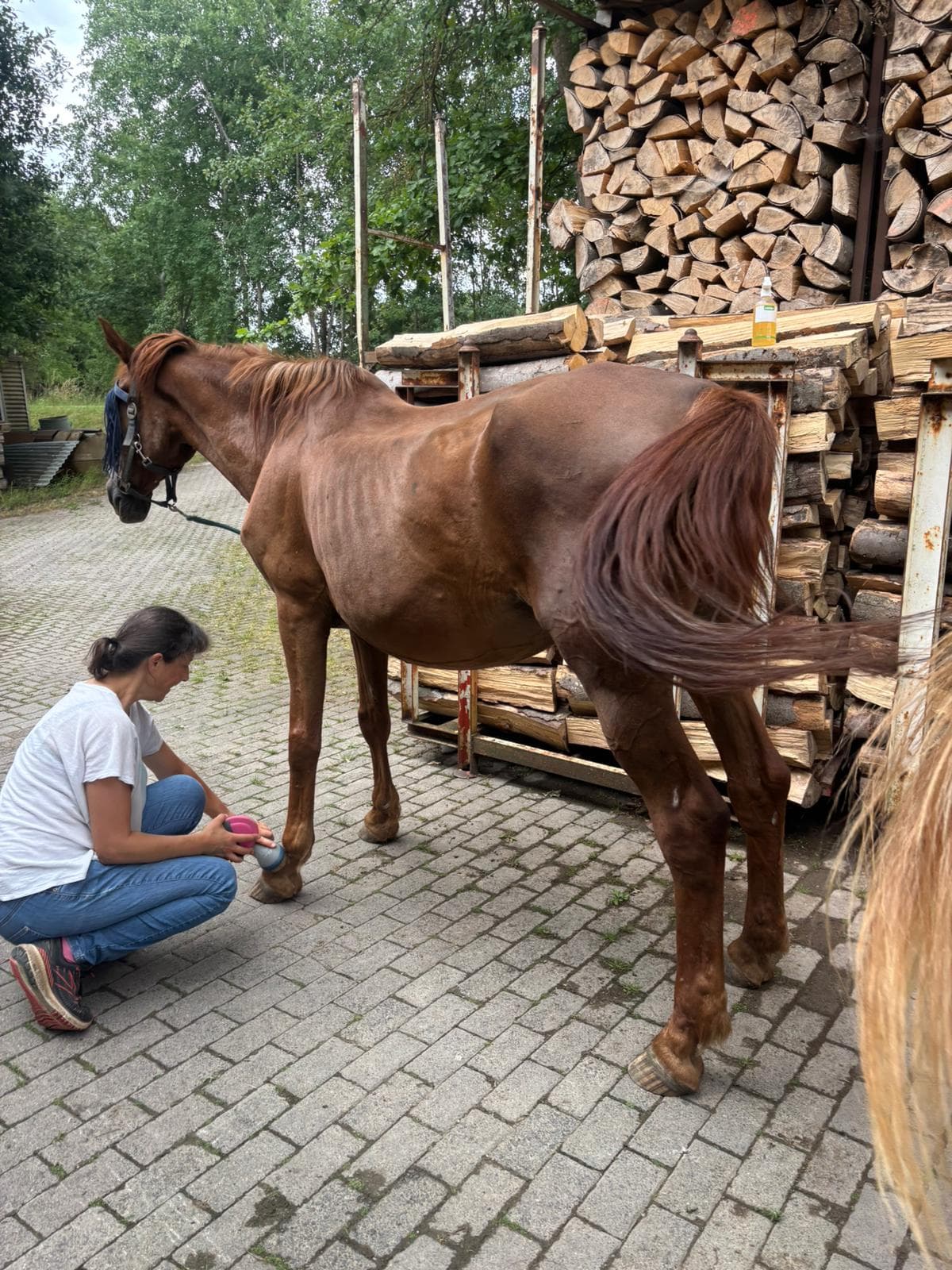 Whitney bei der Hufpflege — noch sehr abgemagert
