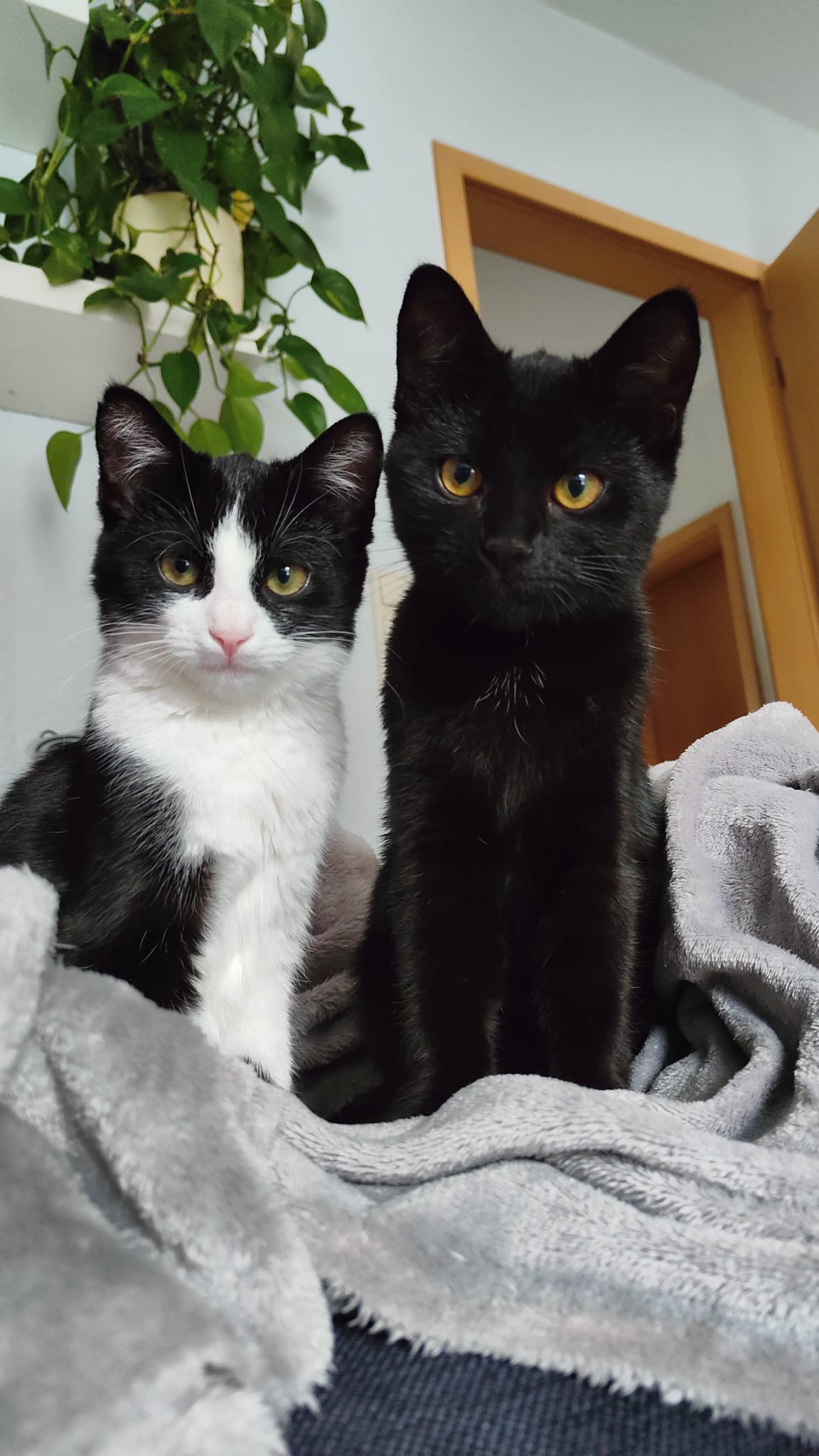 Katze im neuen Zuhause