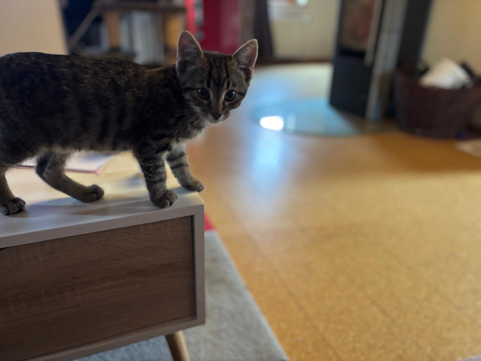 Dritte Katze — direkt vermittelt, jetzt glücklich im neuen Zuhause