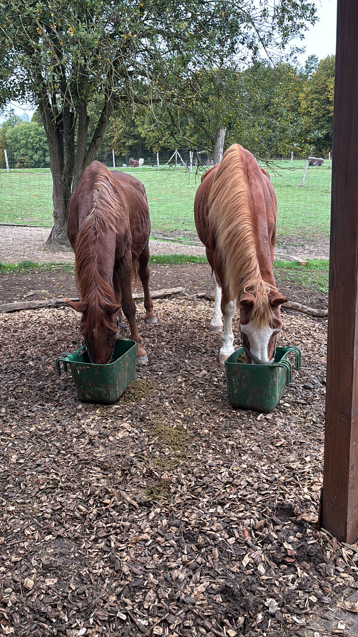 Picasso und Whitney essen