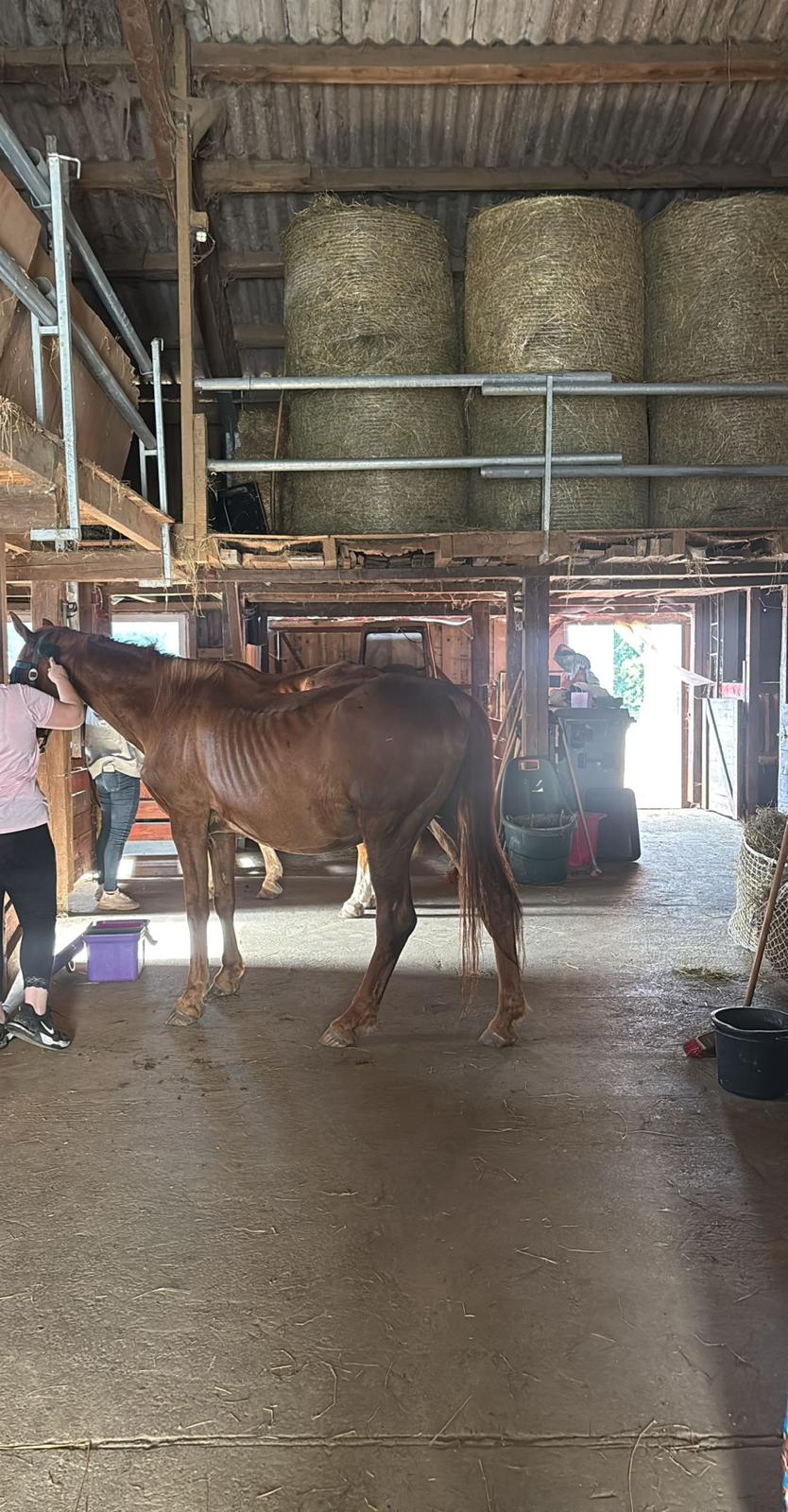 Whitney in den ersten Tagen — stark abgemagert