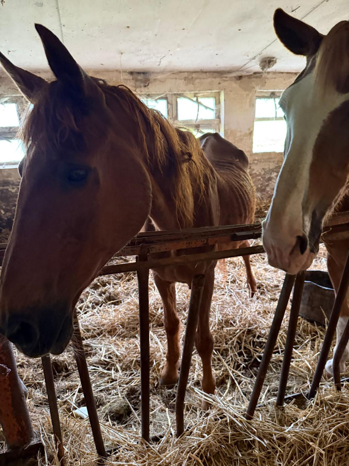 Whitney und Picasso im alten Stall