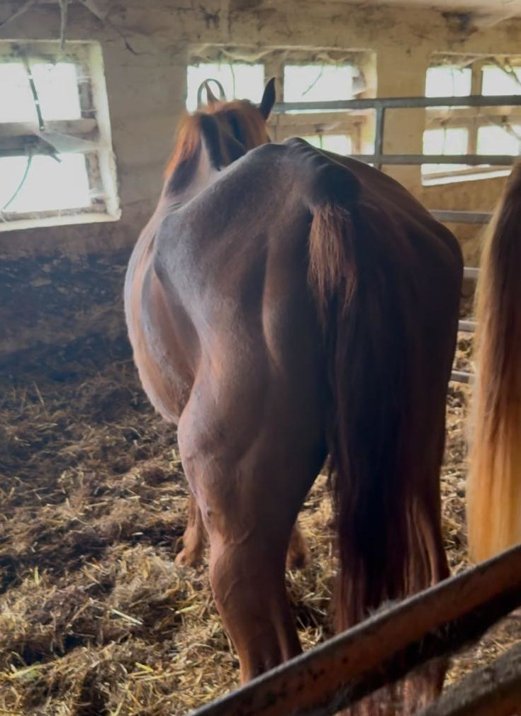 Alter Stall — Vorher