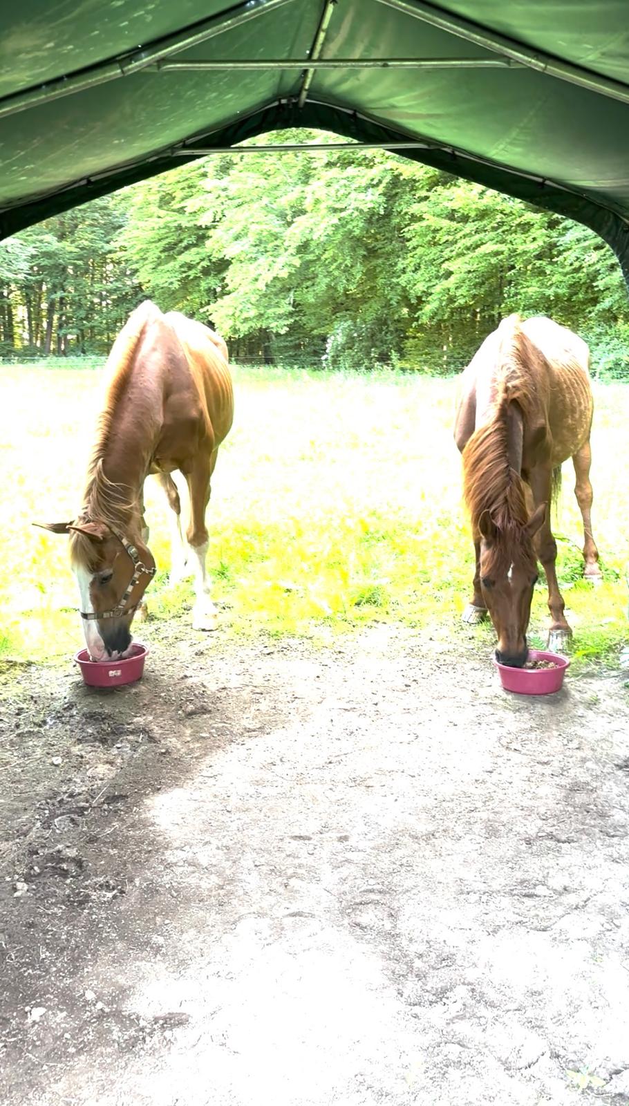 Whitney und Picasso am Anfang im neuen Stall