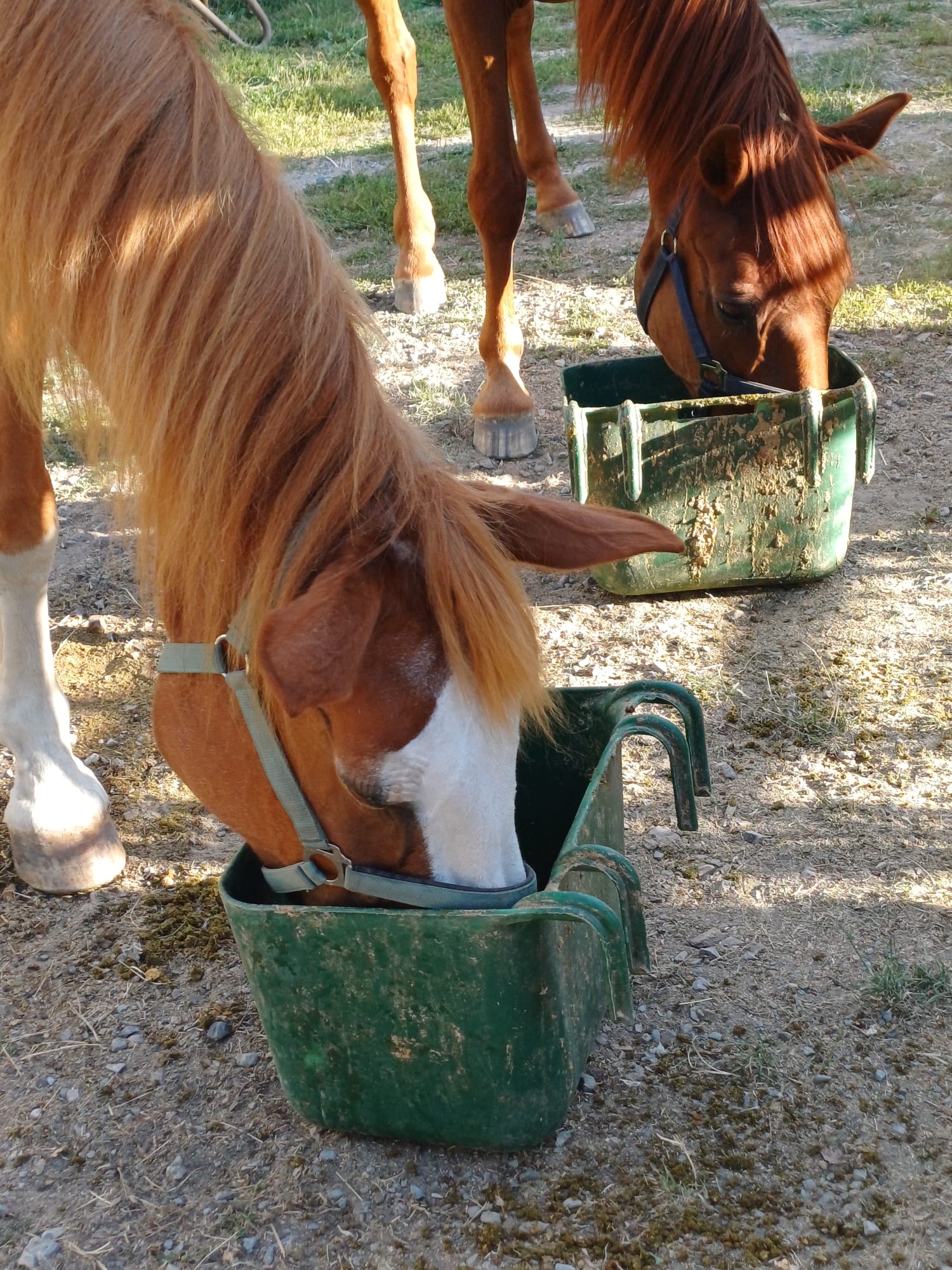 Whitney und Picasso beim Fressen