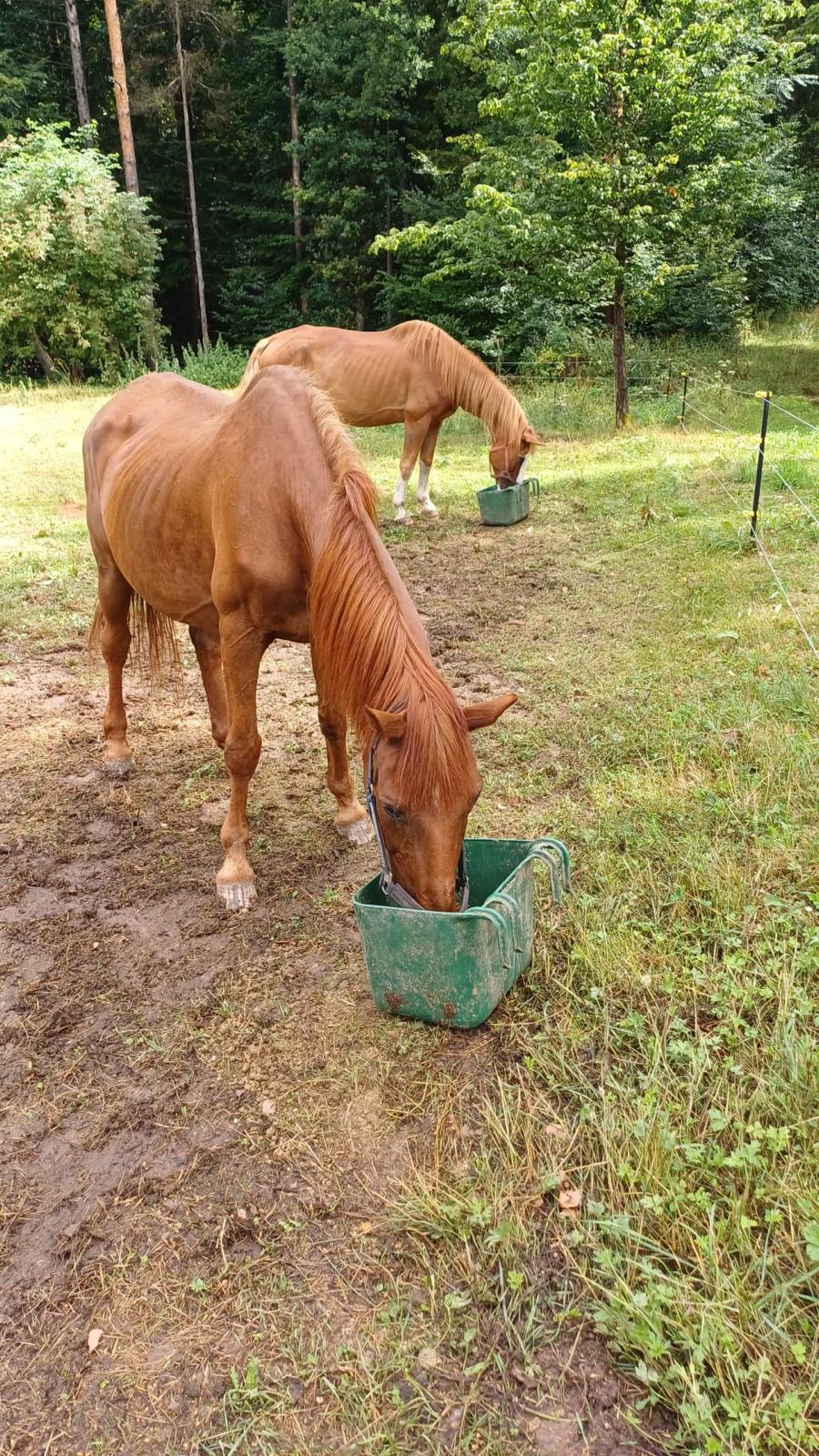 Whitney und Picasso beim Fressen